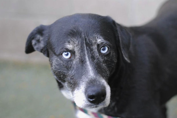Adoptable pets